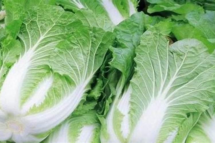 大白菜干烧心病的发生是什么 如何防治好