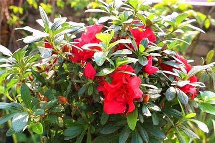 如何正确使用磷酸二氢钾养护杜鹃花