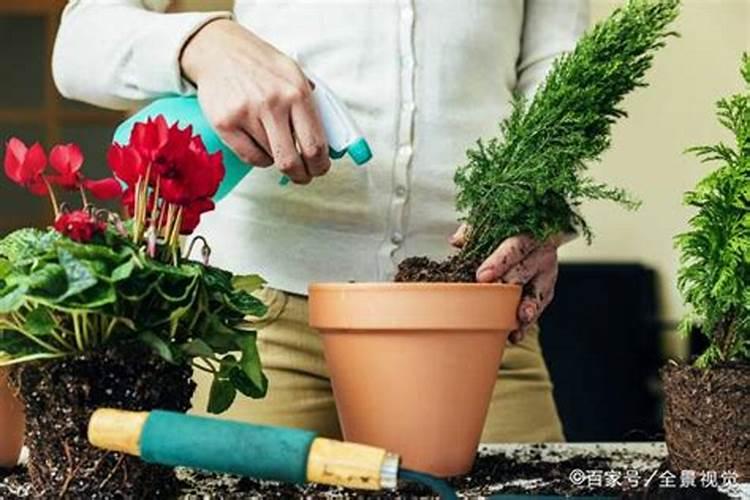 杜鹃开花期间施什么肥,能喷磷酸二氢钾吗