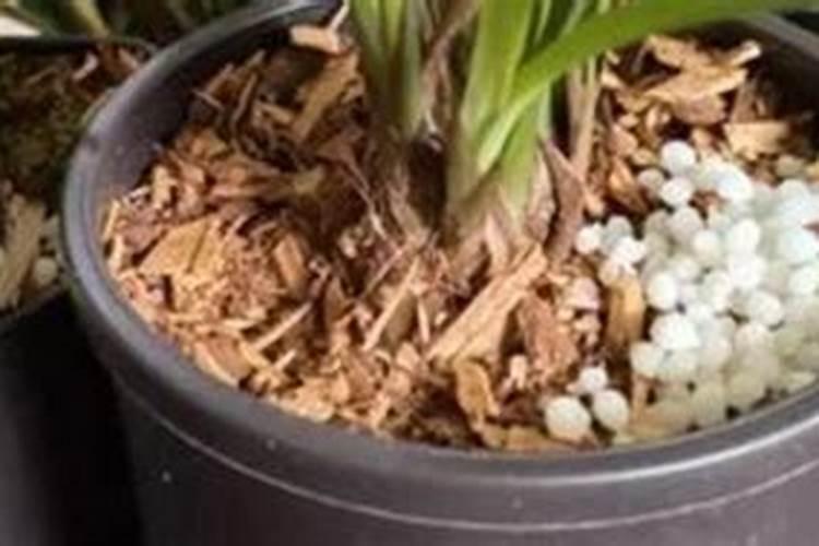 兰花专用肥哪个最佳兰花用什么叶面肥最好