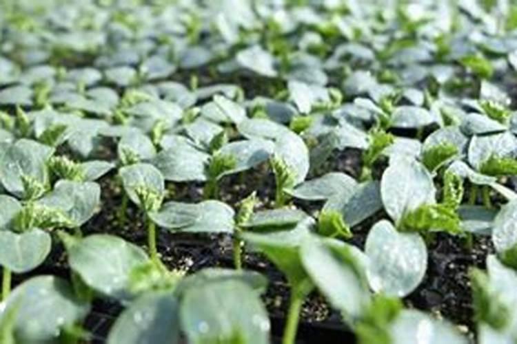 土豆施什么肥料好？土豆叶面喷什么好？土豆什么时候喷昆仑风叶面肥？