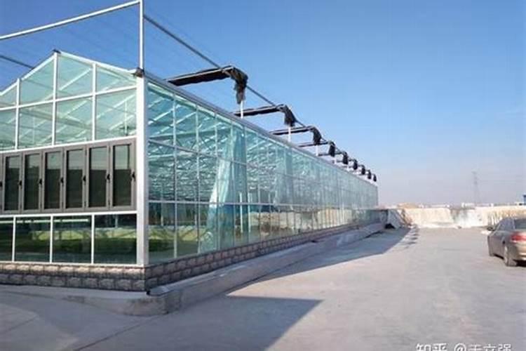 上海8月份大棚一亩施多少15一15一15及磷肥多少斤(生菜小白菜鸡毛莱...