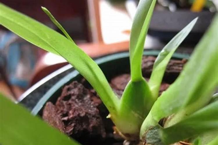 百合发芽后还可以分株移栽吗