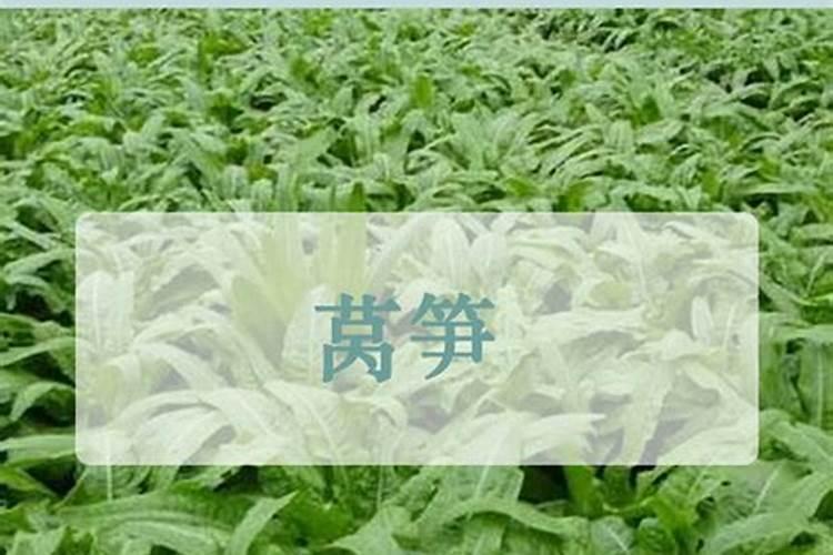 莴笋能用尿素肥吗 莴笋叶面肥用法用量