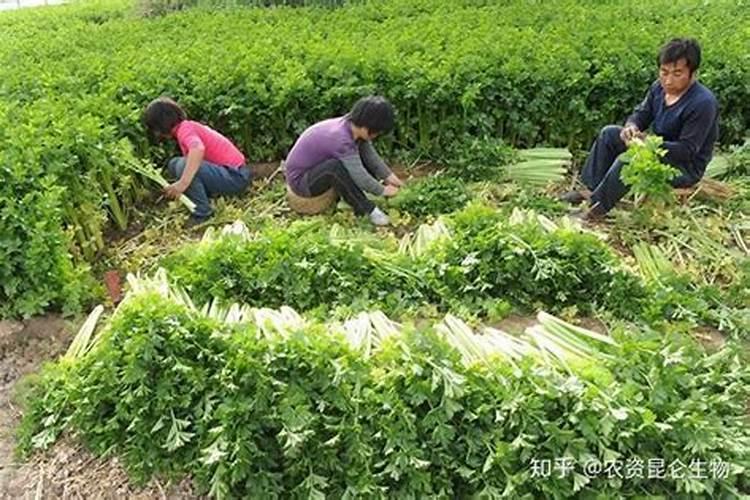 四川豌豆尖的种植方法和时间