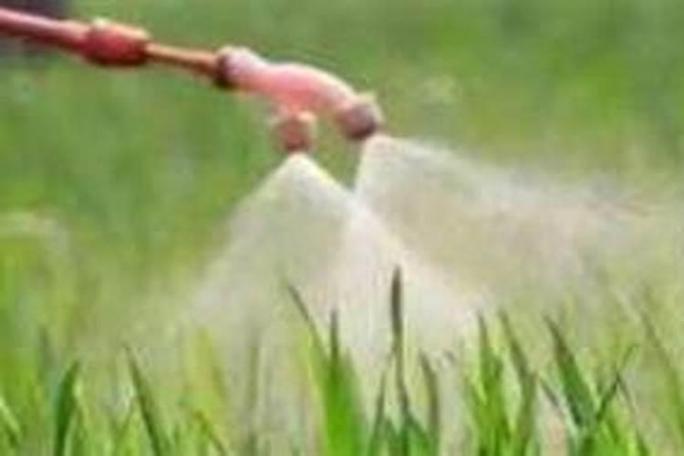 二甲灭草松在旱地上使用方法