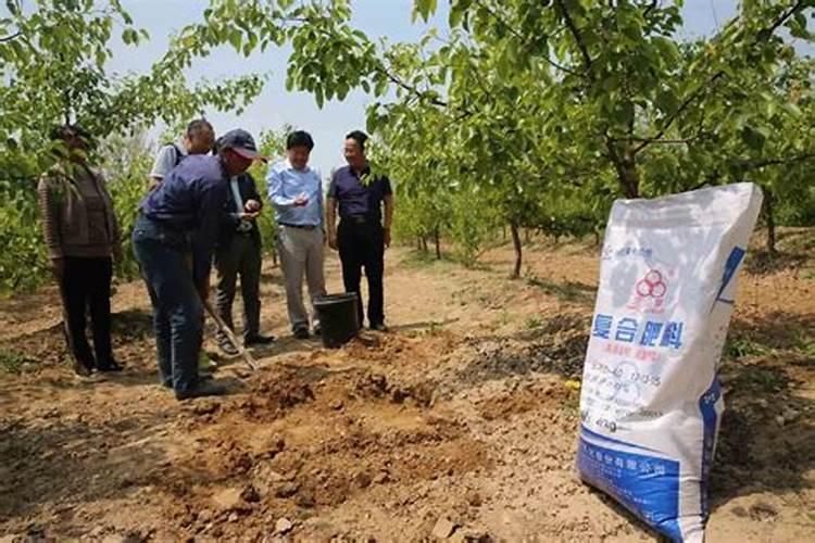 冬季梨树施什么肥好