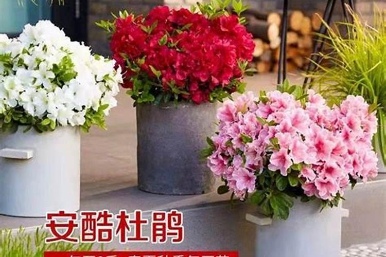 杜鹃花怎么施肥,杜鹃花施肥要点介绍