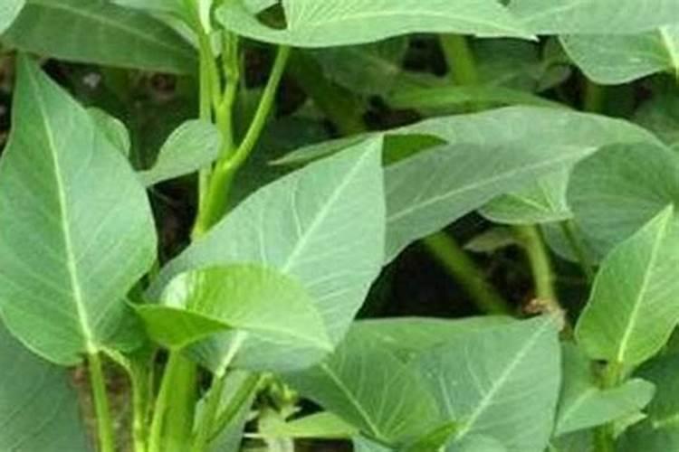 种空心菜用什么肥料好