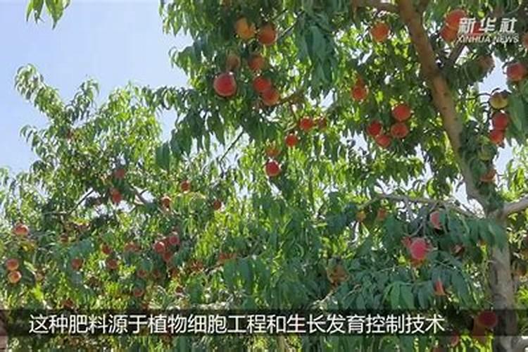 黄桃七月份施什么肥好