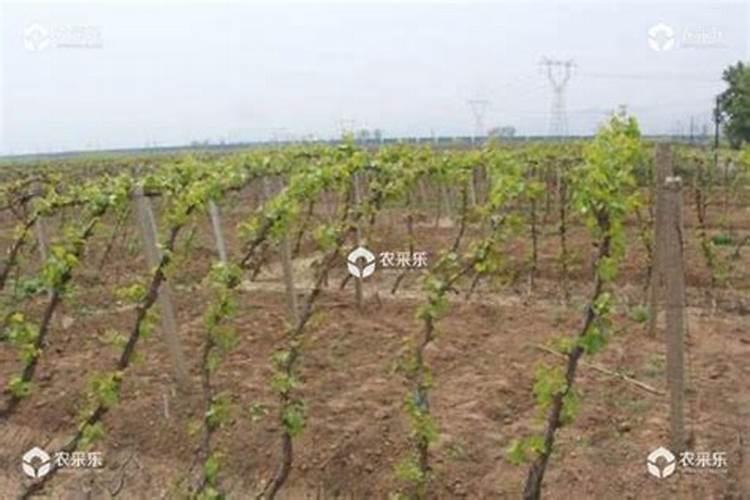 葡萄小苗移植用什么杀菌剂浸根