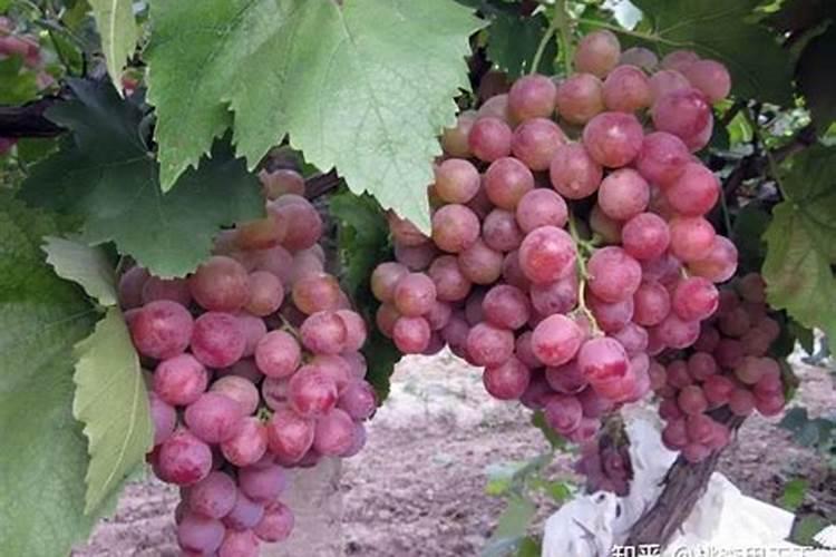 葡萄萌芽期打什么药