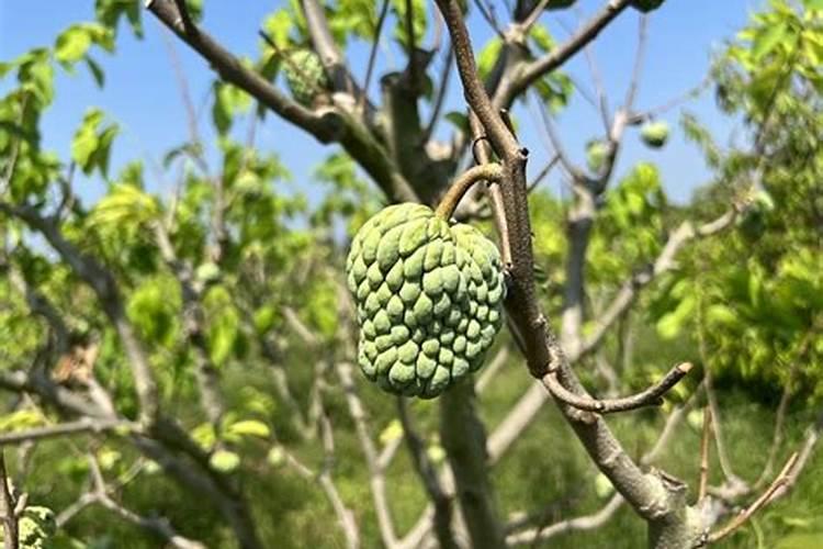 种释迦果施什么肥