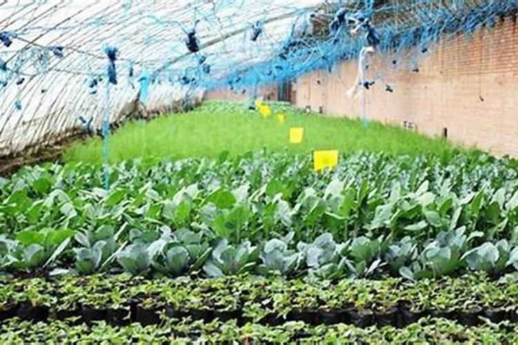 种魔芋用什么肥料