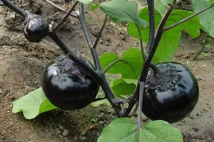 茄子后期呃用锌硼二氢钾叶面肥好不好