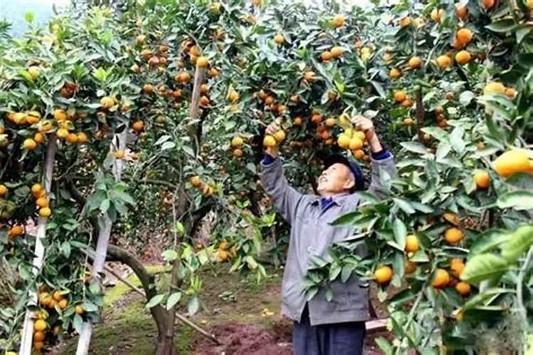 柑橘想要留树保鲜,该怎么操作？