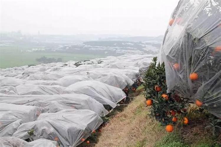 柑橘一月管理技巧多,把握好丰收的最后一道关!