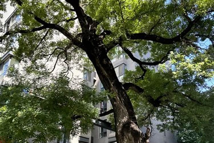 国槐一年要施肥几次什么时施肥候施肥