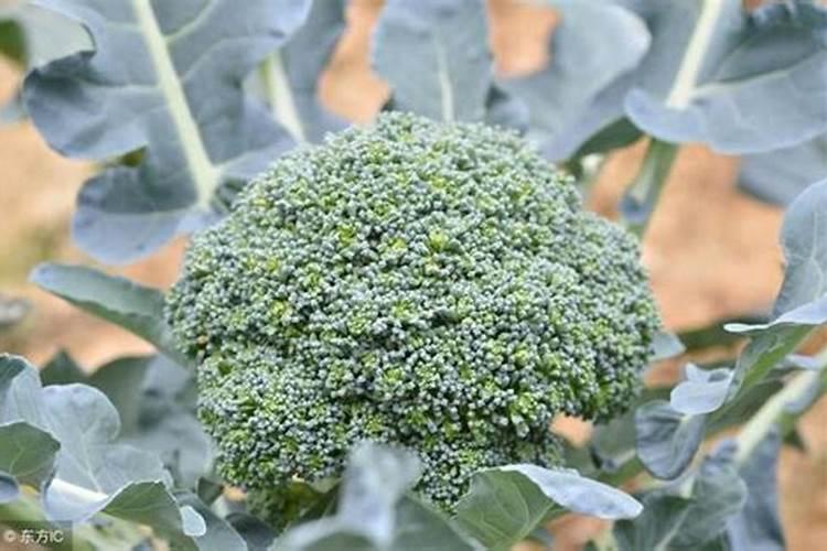 西兰花怎么施肥？西兰花生态种植方案