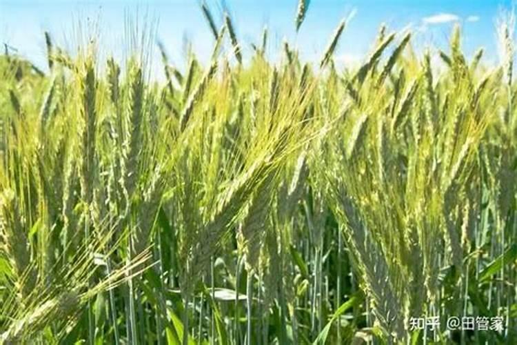 兰草用什么肥最好