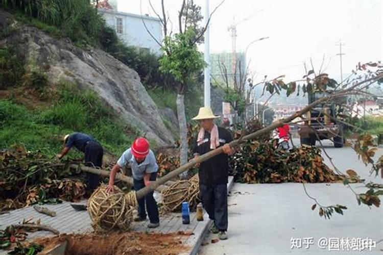 新移植的大树 什么时候才能施肥？