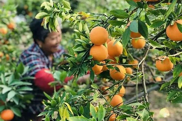 西红柿什么时候追肥合适