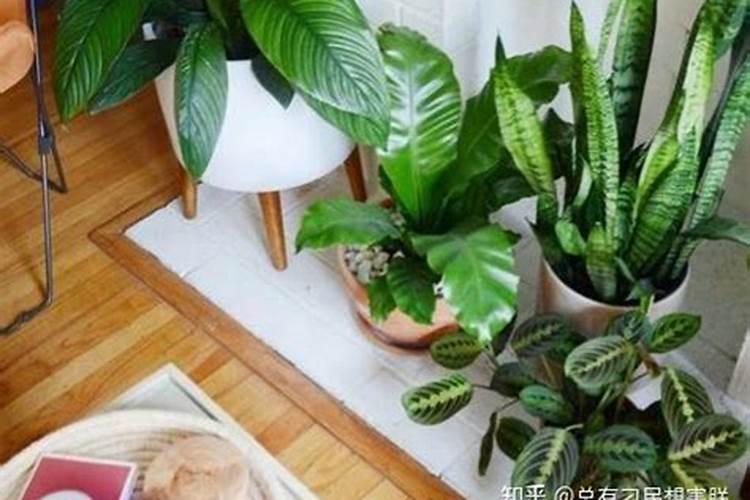 百合公认最好的叶面肥