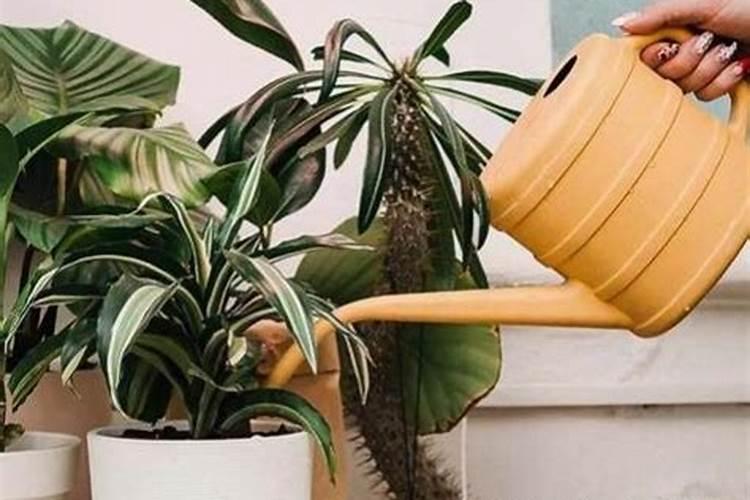 磷酸二氢钾叶面肥配方