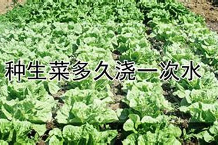 生菜种多久可以施肥