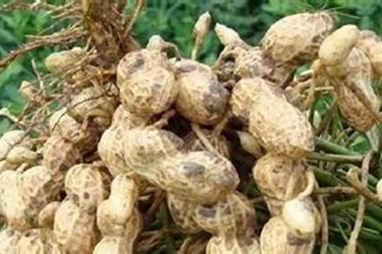 花生浇水后叶子发黄怎么办