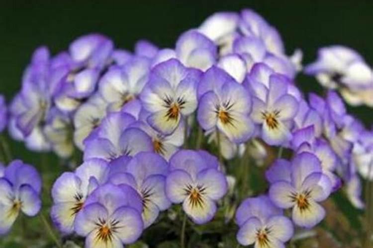 为什么我的紫罗兰的叶子总是发黄