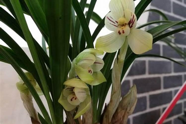 西兰花最爱3种肥料