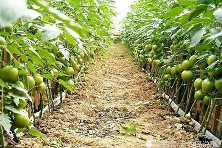 西红柿施什么肥最好 西红柿施什么肥