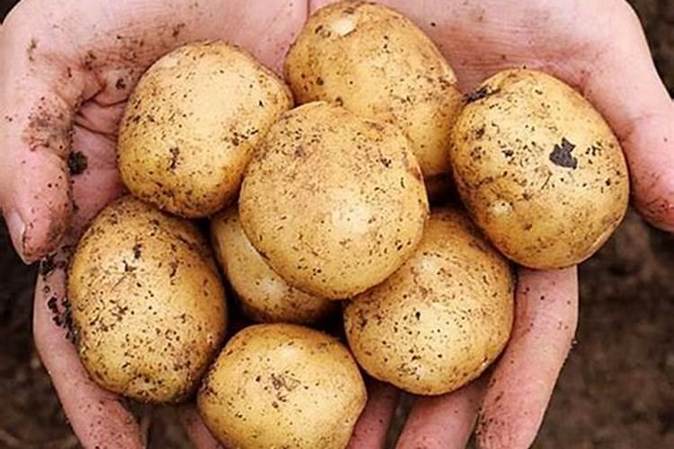 土豆如何做好水肥管理？