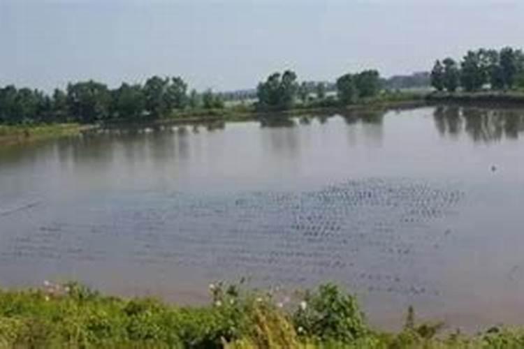 抛秧种水稻的农民,应该注意哪些问题