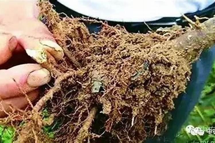 100斤水配多少黄腐酸钾灌根