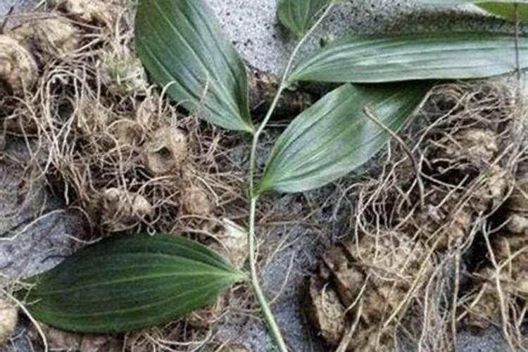 老虎姜的种植方法