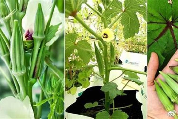 秋葵种之前施什么肥