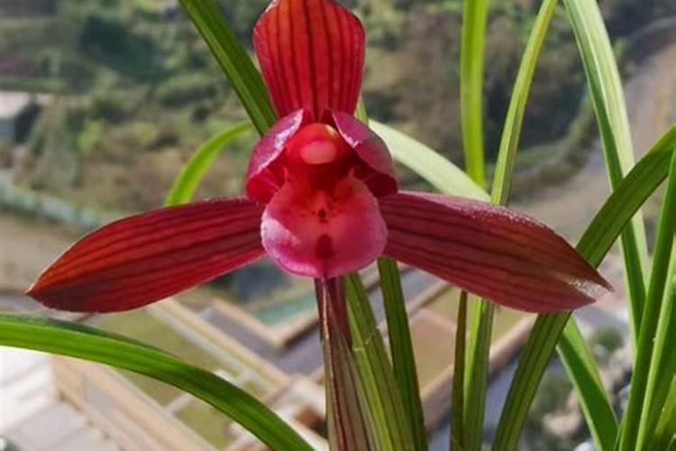 叶面肥什么时候喷较好？