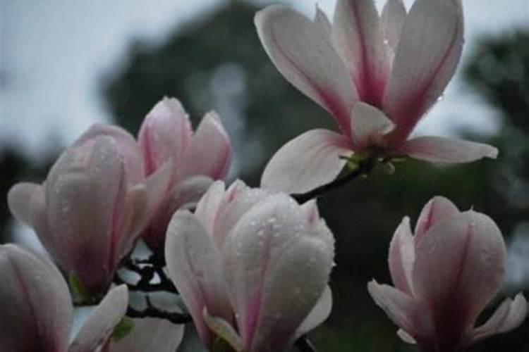 果树促花使用什么叶面肥？果树叶面肥喷施需要注意事项？