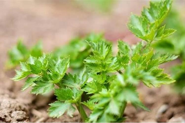 氮肥的作用有哪些