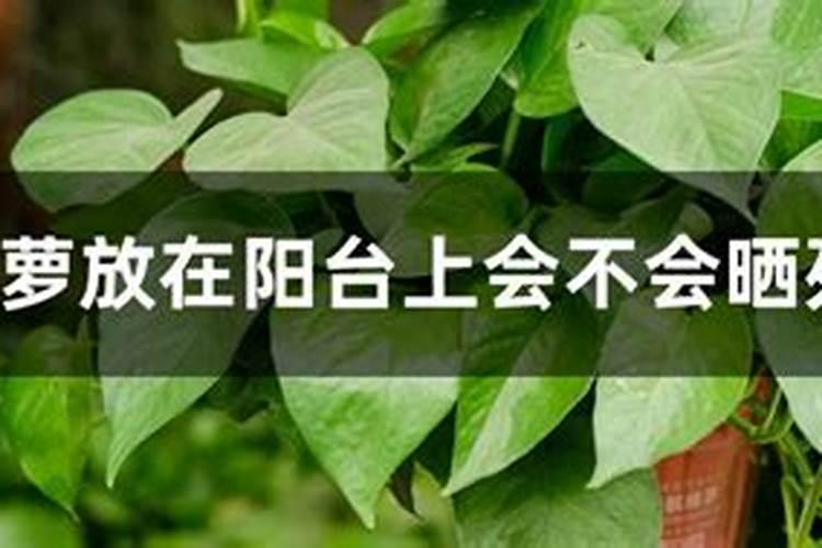 磷肥过多对绿萝的危害