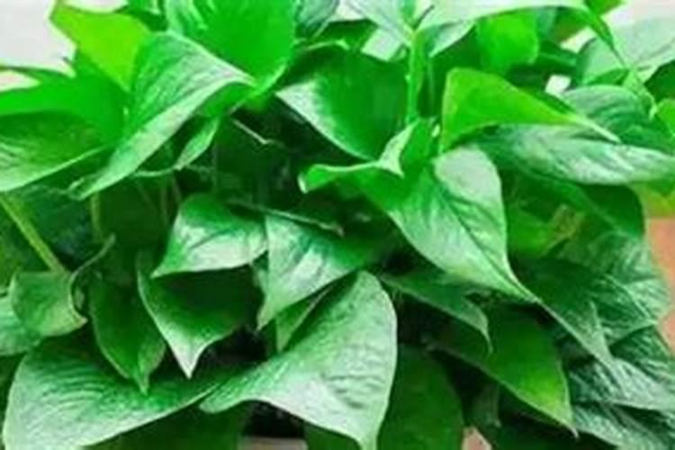 绿萝能施磷肥复合肥和尿素吗