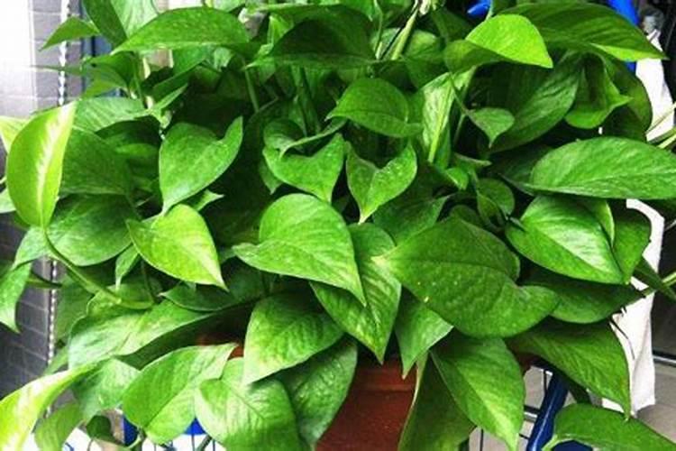 使叶面深绿的叶面肥,使叶色浓绿的是什么肥