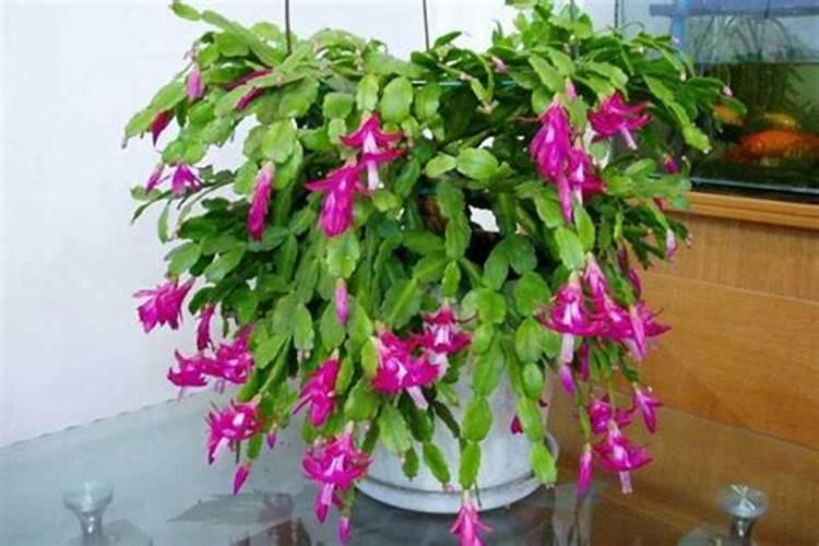 蟹爪兰有花苞了还能施肥吗,开花的时候怎么施肥浇水