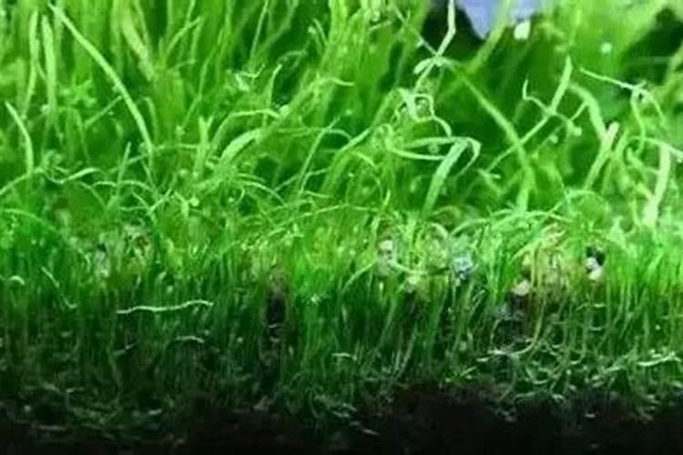 露天花箱种的月季,连续下雨怎么办