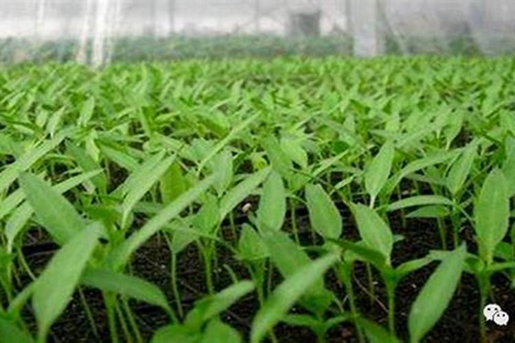 大棚种植辣椒能高产？科学用肥有讲究,用对了辣椒产量高效益好
