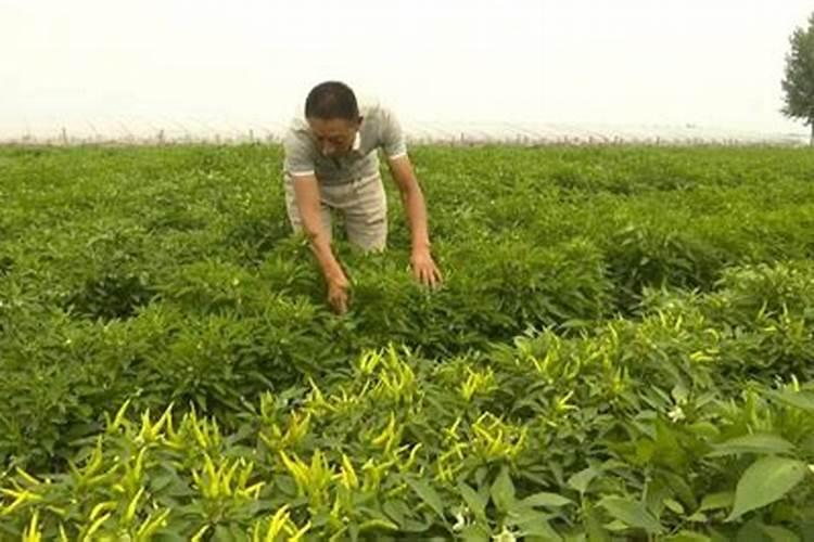 尖椒苗长势好只见开花就是不结果是什么兏因？要用什么方法来解决让它结果...