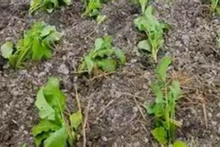 油菜移栽后几天可施肥