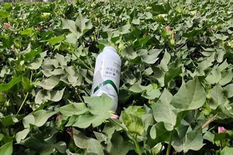 红糖叶面肥的绝密配方